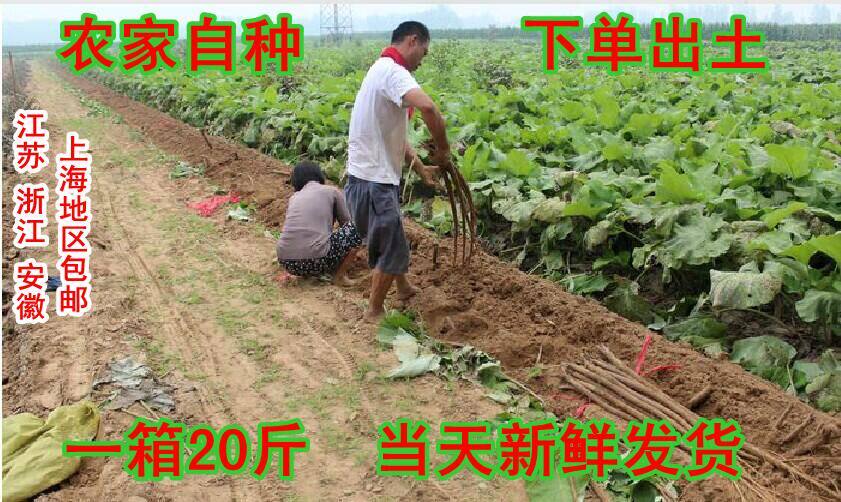 农家现挖徐州一级新鲜牛蒡根新鲜牛蒡茶净重一箱20斤75元包邮