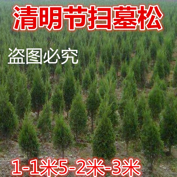 松柏树苗塔柏树苗蜀桧柏洒金柏宝塔松侧柏龙柏四季常青1-2-3米高