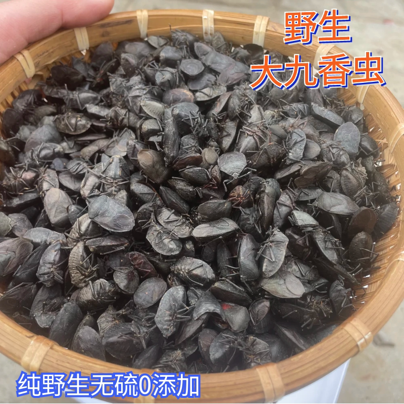 正宗大九香虫打屁虫干货中药材
