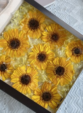 扶郎太阳花FL481大地农园03170向日葵非洲菊永生花