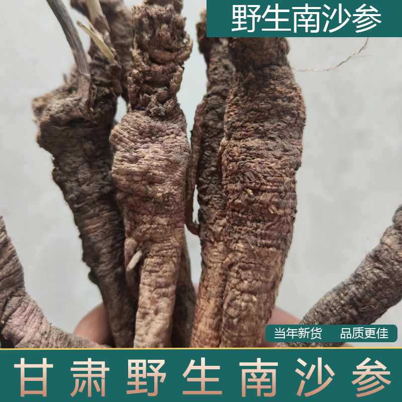 甘肃特产野生南沙参深山采挖野生泡参南沙参可切片精选野生南沙参