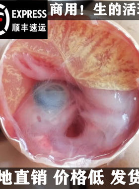 生的活珠子13天)鸡胚蛋