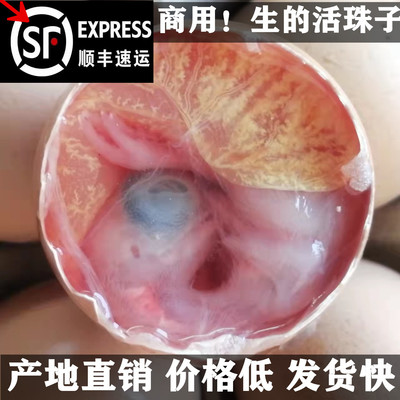 生的13天活珠子鸡蛋胚新鲜食材
