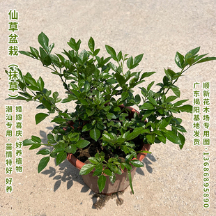 仙草苗潮汕抹草盆栽小槐花三叶青苗喜庆吉祥植物阳台庭院好养树苗