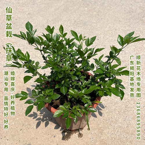 潮汕仙草盆栽阳台植物喜庆吉祥