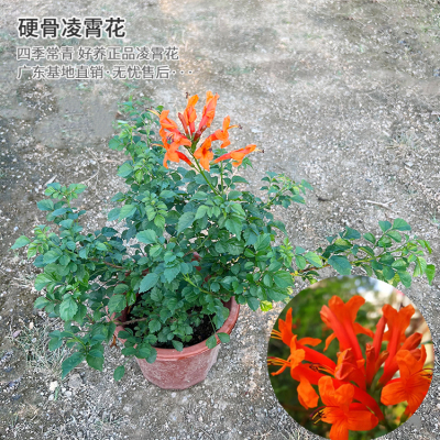 凌霄花苗 爬藤植物四季耐寒 凌霄花苗 爬藤植物 庭院 攀爬炮仗花