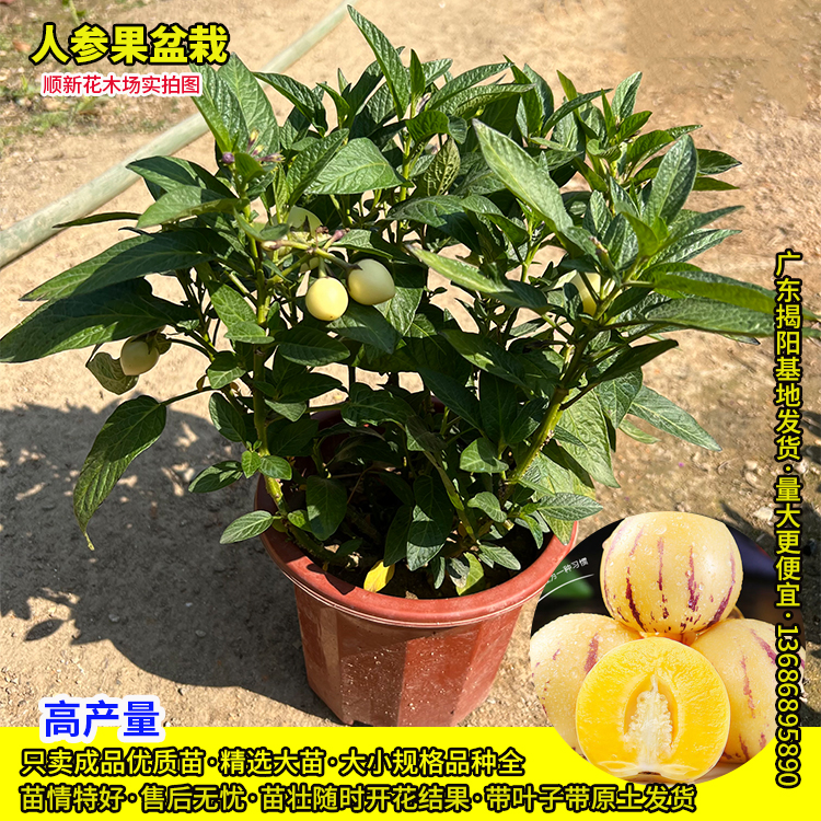 人参果盆栽四季结果果苗