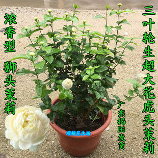 三叶轮生虎头茉莉花苗 狮头 浓香型带花苞 超重瓣 虎头茉莉花盆栽