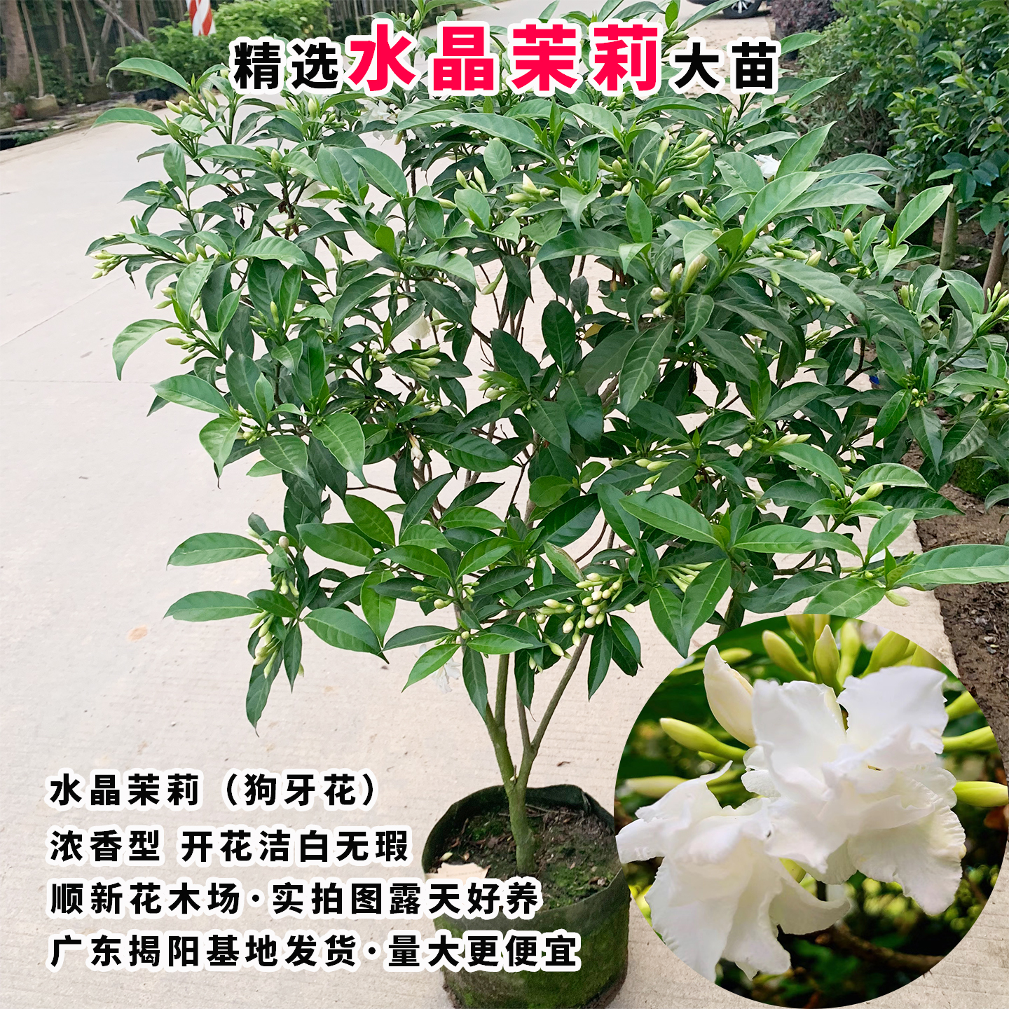 狗牙花苗水晶茉莉花盆栽阳台庭院