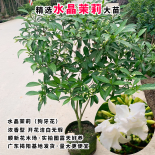 水晶茉莉花苗狗牙花盆栽丁香茉莉带花苞浓香型庭院阳台秋香花盆栽