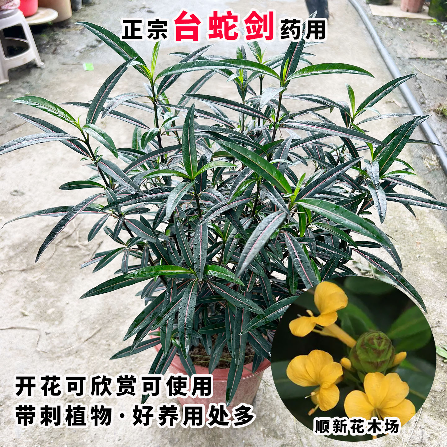 潮汕蛇剑树苗花叶假牡丹盆栽刺血红苗七星剑血路草药绿植金蝶花