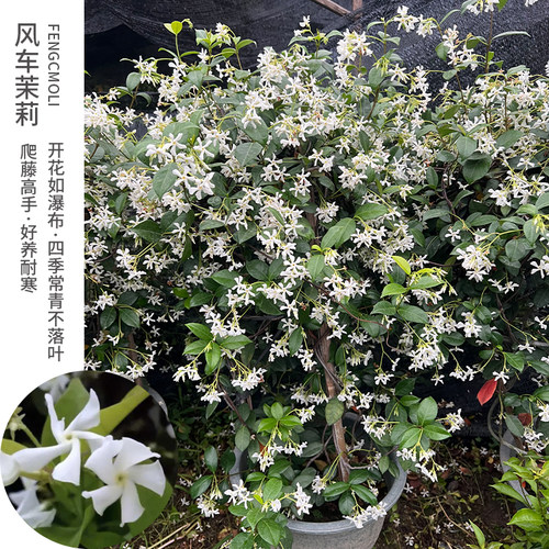 风车茉莉爬藤植物四季花卉阳台