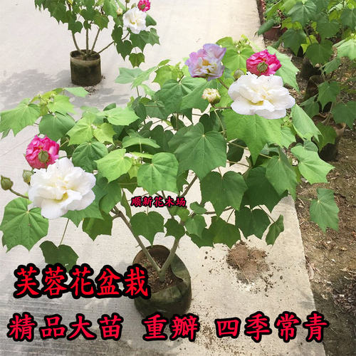 芙蓉三变价格 芙蓉三变图片 星期三
