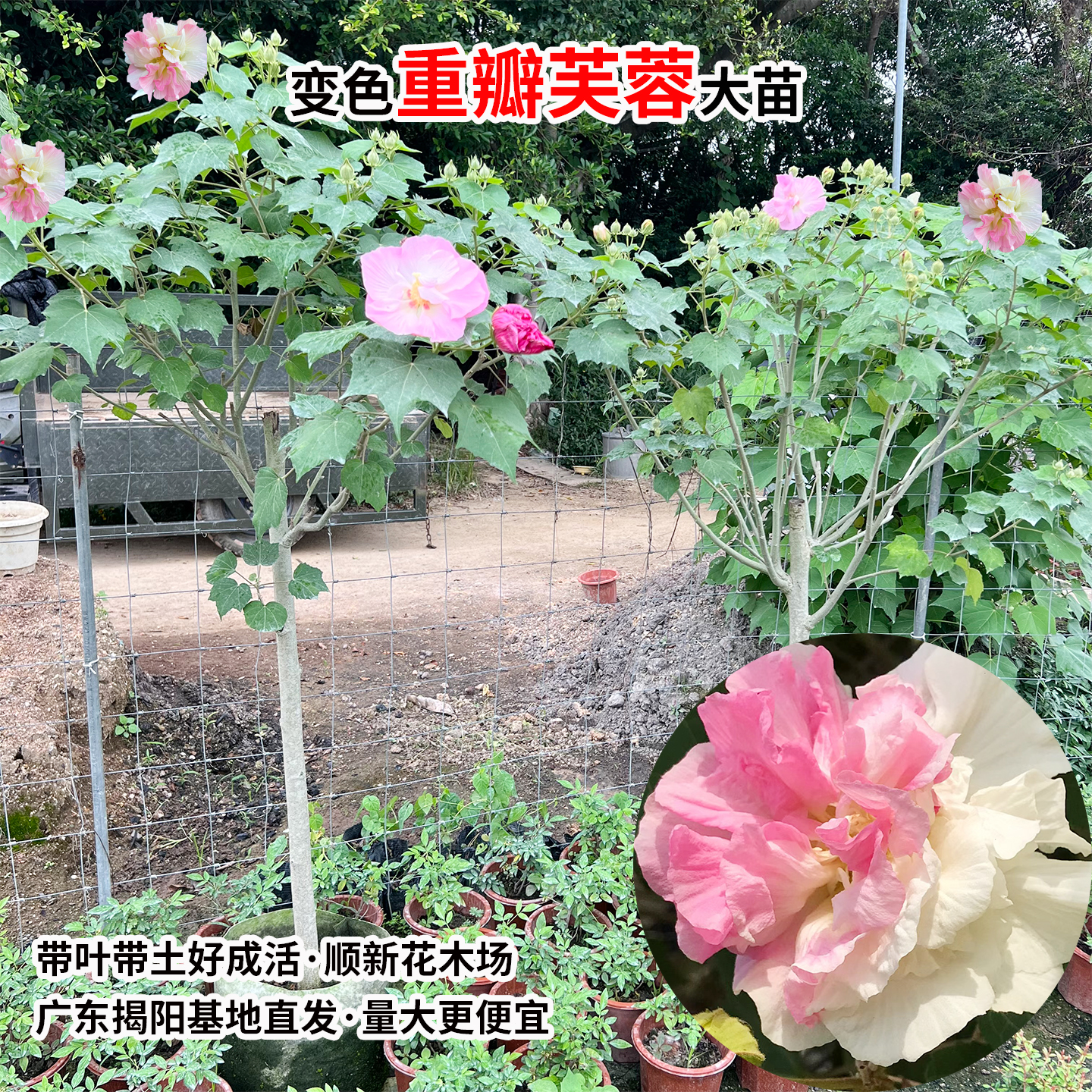 三醉芙蓉花苗变色拒霜花