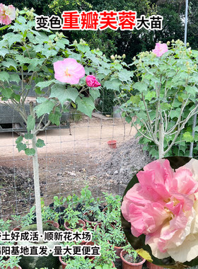 三醉芙蓉花苗 变色拒霜花 重瓣木芙蓉花盆栽带花苞耐寒室内外植物