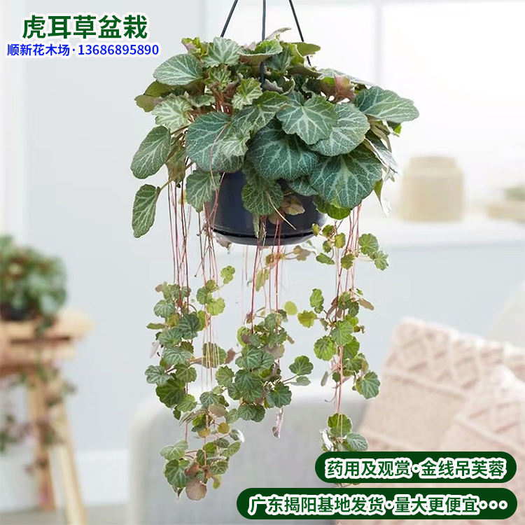 虎耳草盆栽七变化姬虎耳猫耳朵苗好养金线芙蓉假山造盆景苗石荷叶