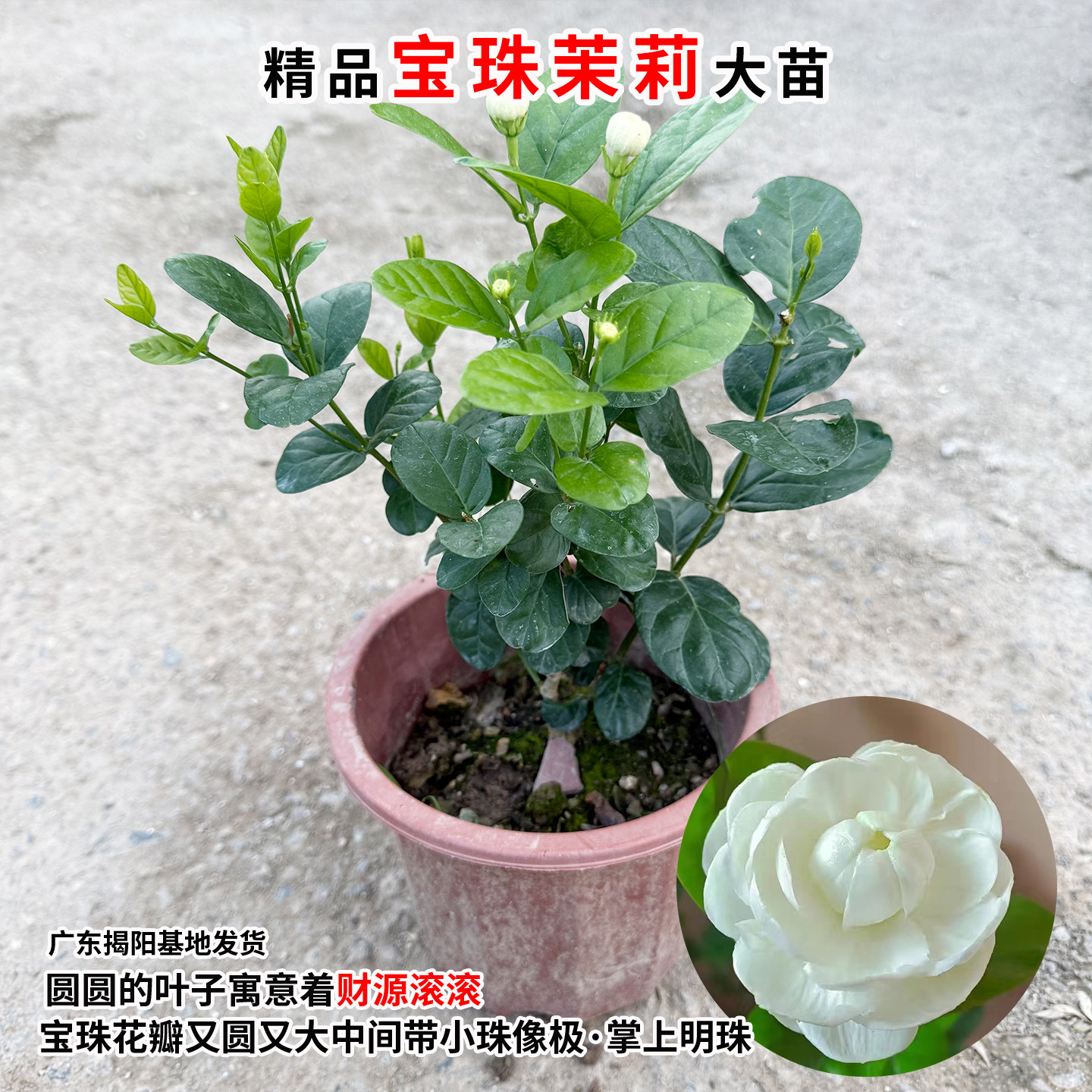宝珠茉莉花苗圆叶白茉莉耐高温暴晒超重瓣宝珠小荷花盆栽阳台庭院