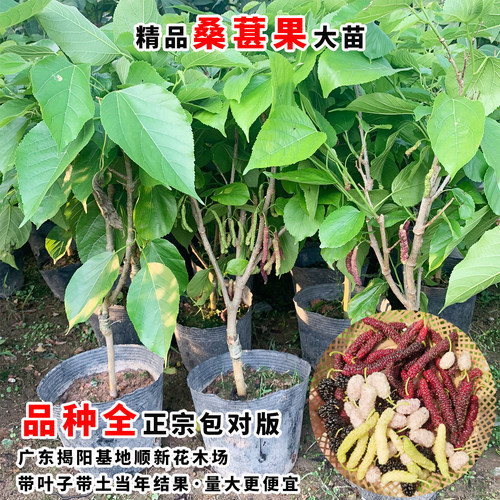 桑葚树苗台湾长粒四季结果