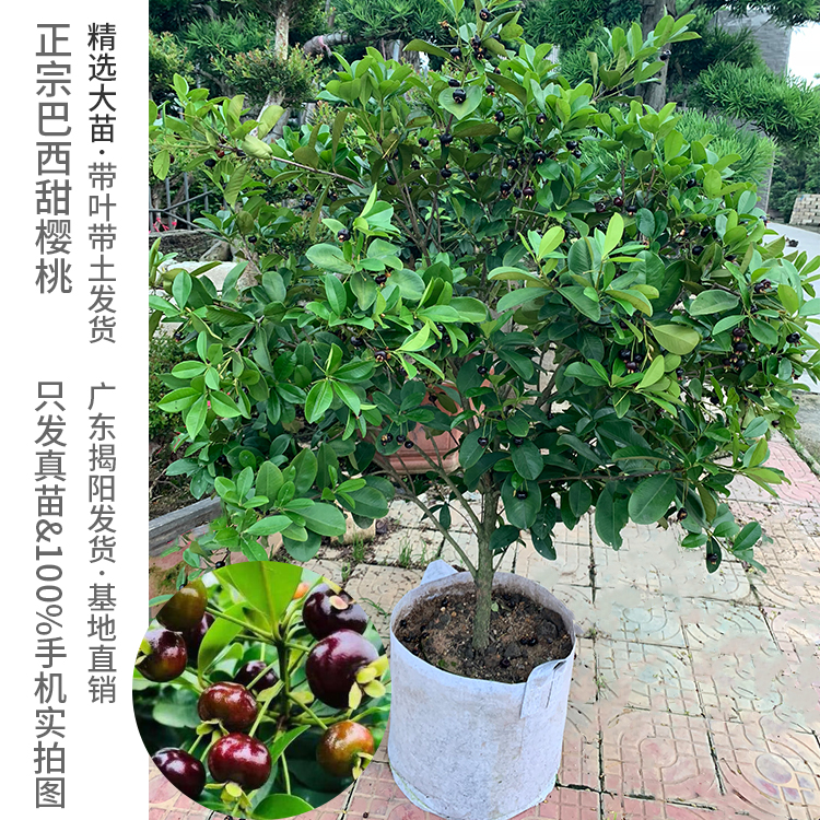 樱桃果树苗大果车厘子黑玫瑰