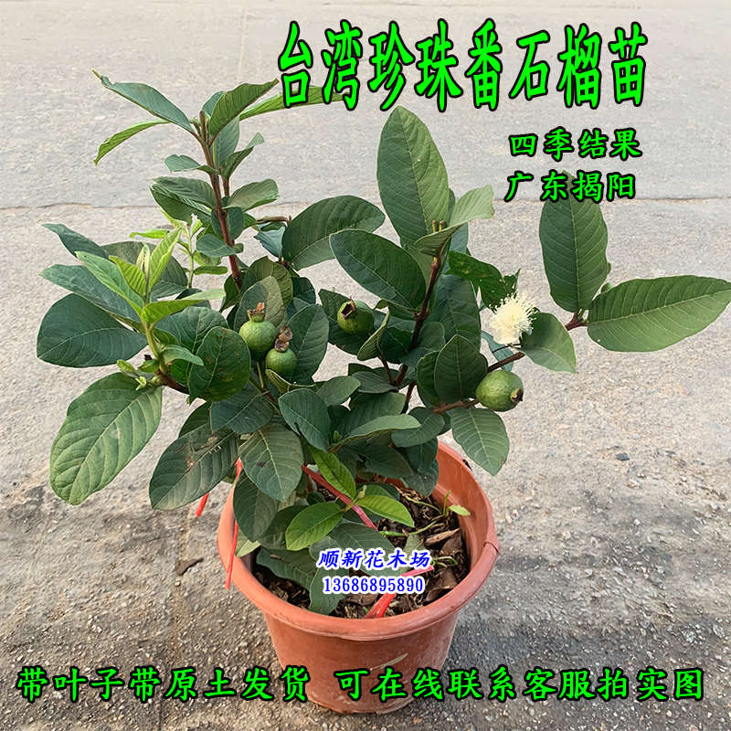 番石榴树苗四季结果台湾芭乐