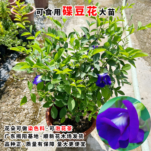 可食用碟豆花苗四季爬藤阳台庭院