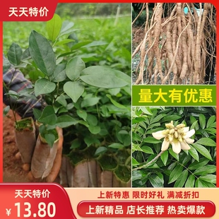 四季可种牛大力树苗广西改良结薯快树苗耐寒耐热新品正宗树苗