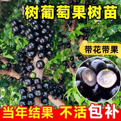 南北可种嘉宝果树苗当年结果盆栽