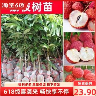 荔枝树苗嫁接无核桂味妃子笑仙进奉仙桃冰荔荔枝王南北方庭院种植