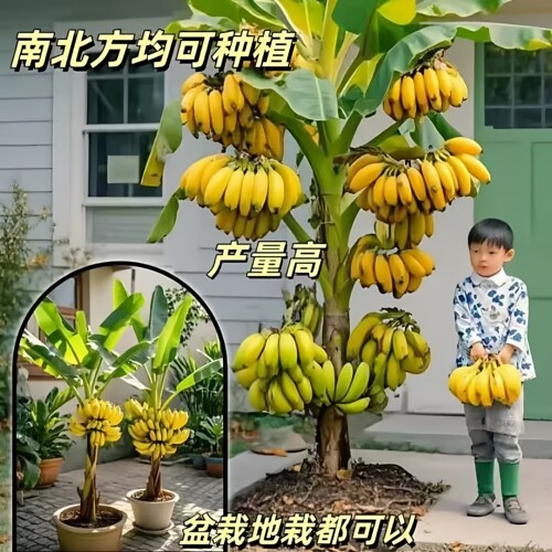 金粉一号粉蕉苗组培脱毒抗病高产