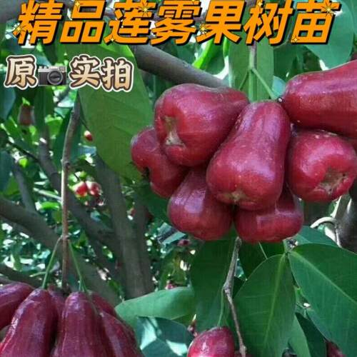 正宗嫁接黑金刚莲雾树苗高产大果台湾黑糖芭比果树苗大叶红莲雾苗
