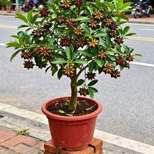 正品 高产嫁接大红八角果树苗矮化古龙罗马大料八角当年结果北种植