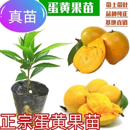 耀堂AL罗斯果树苗嫁接当年结果