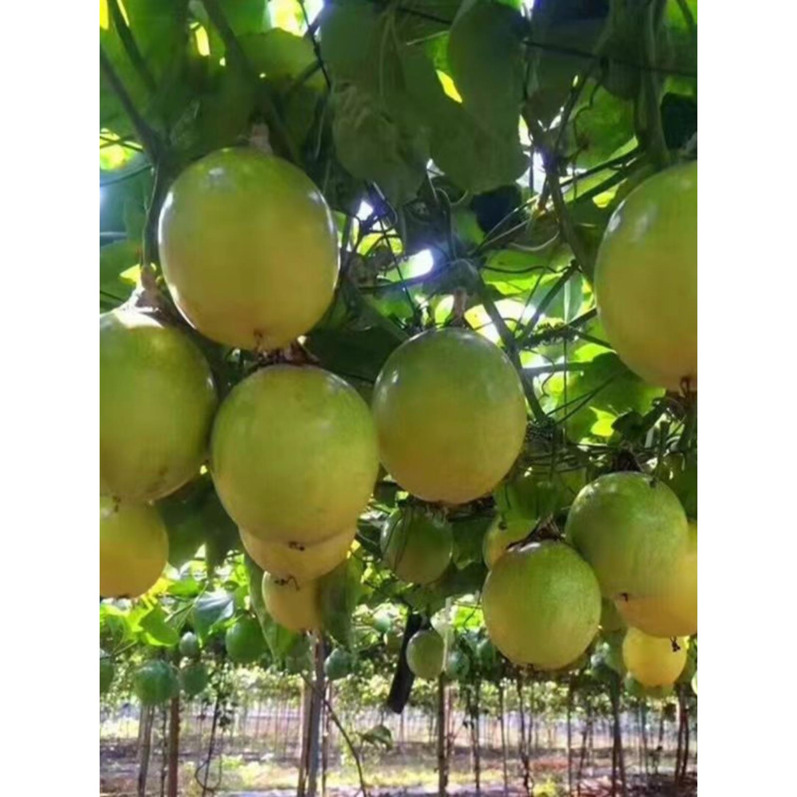 钦蜜9号黄金百香果嫁接苗树苗纯甜四季结果爬藤南方当年结果带土