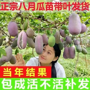 无籽8八月瓜爬藤苗老桩八月瓜苗无籽八月炸瓜当年结果带叶果树苗