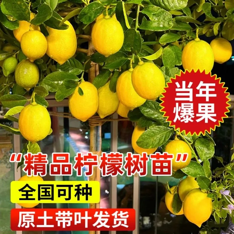 正宗广东无籽香水柠檬苗 嫁接四季结果 阳台盆栽庭院地栽带土带叶
