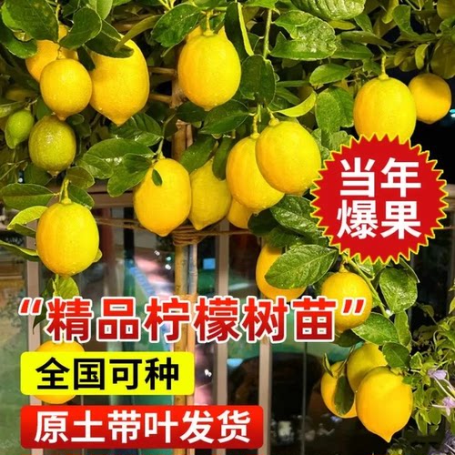 广东无籽香水柠檬苗嫁接带土