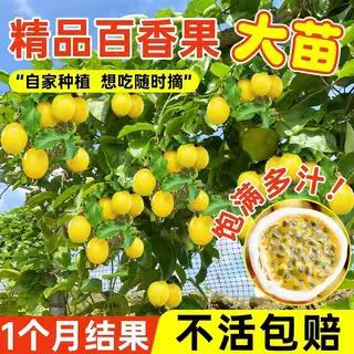 钦蜜九号黄金百香果苗树苗种植嫁接爬藤纯甜庭院盆栽地栽结果
