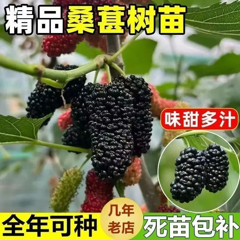 桑葚树嫁接苗四季结果无核桑葚苗紫黑色大果南北方种植当年结果