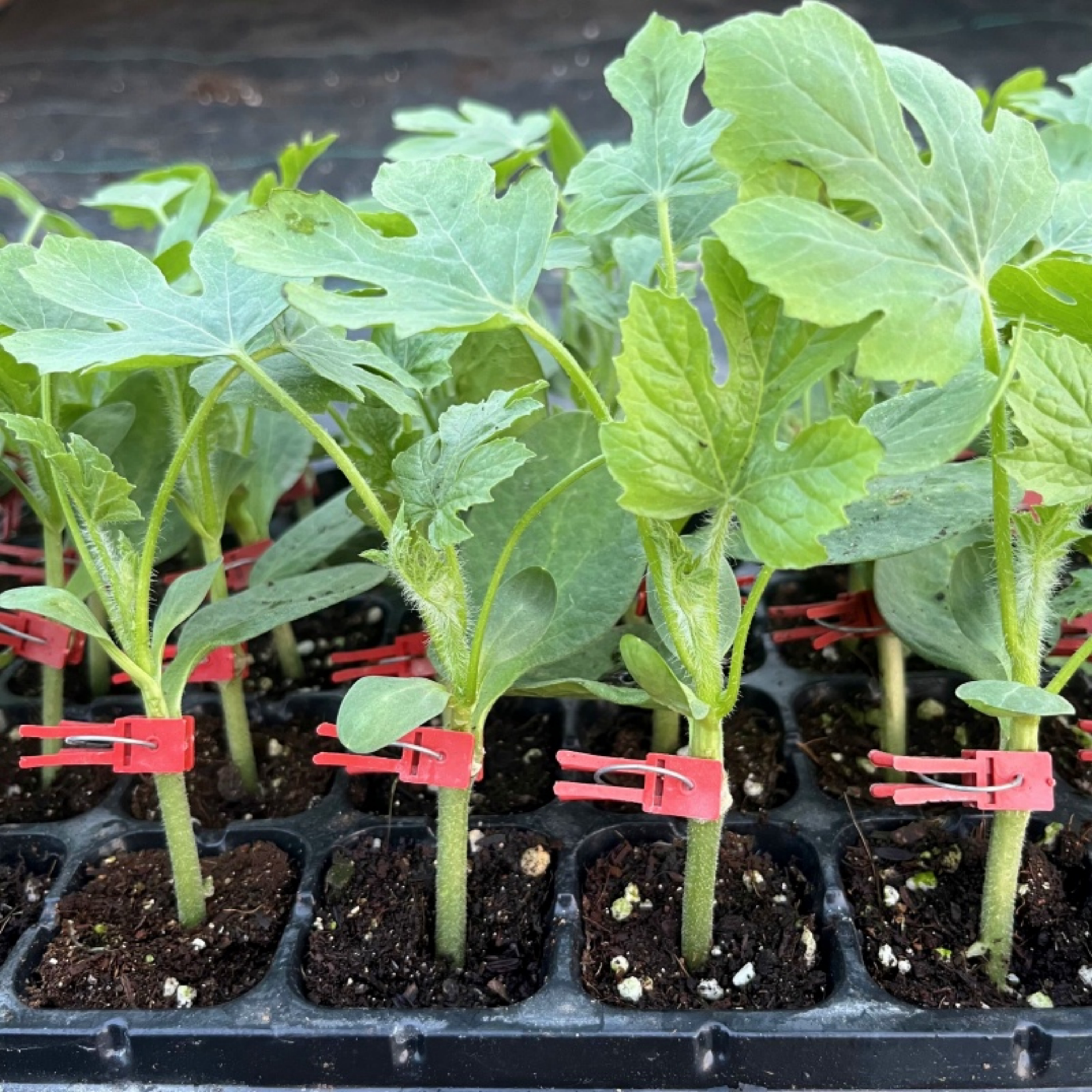 西瓜苗秧嫁接苗8424麒麟美都带土壮苗超甜高产南方阳台水果蔬菜苗