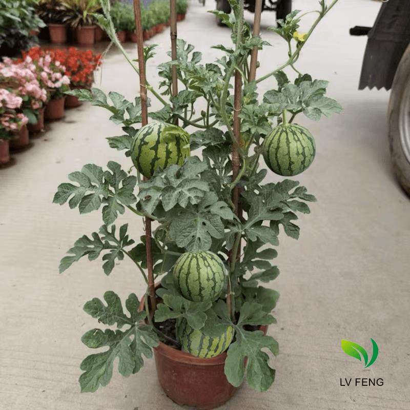 西瓜苗嫁接麒麟8424美都无籽早熟高产超甜抗病南方种植阳台盆栽秧