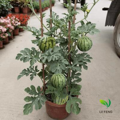 西瓜苗嫁接麒麟8424美都无籽早熟高产超甜抗病南方种植阳台盆栽秧