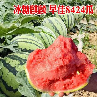 种植早熟嫁接西瓜苗8424苗秧种苗种子西瓜瓜果蔬菜苗 春夏四季