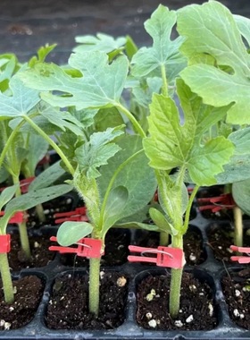 西瓜苗嫁接8424美都无籽麒麟大西瓜苗南方种植阳台盆栽西瓜苗秧苗