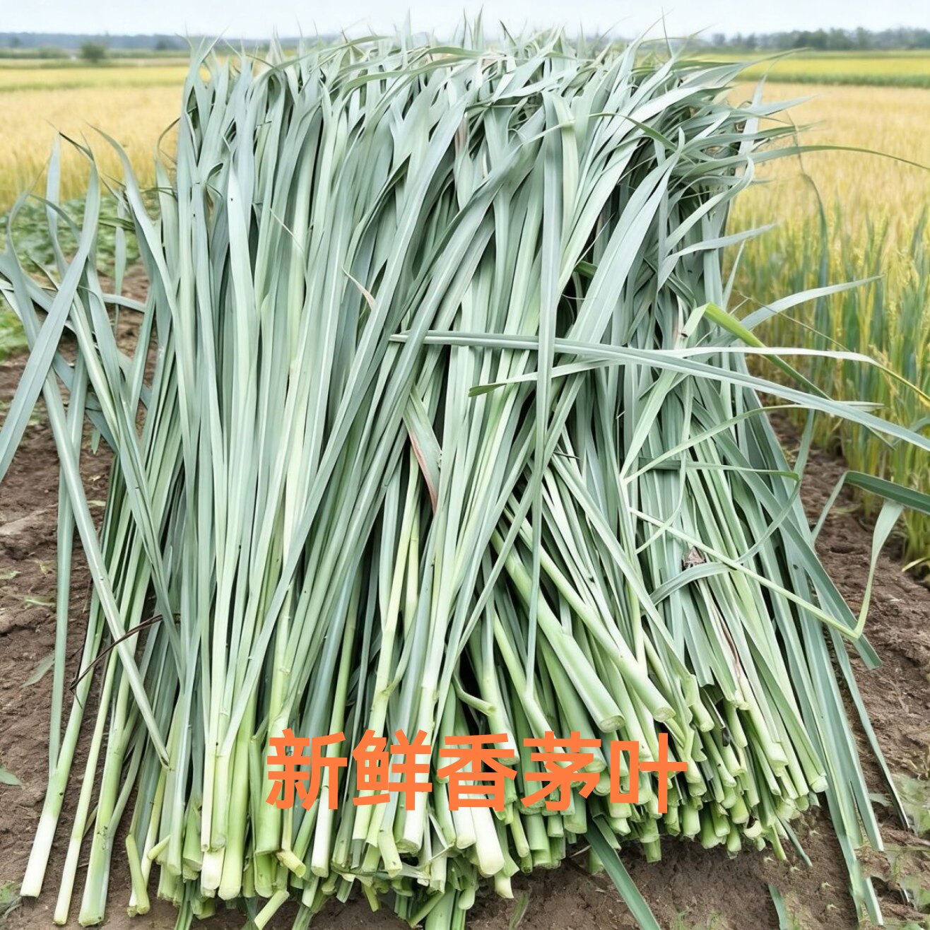 新鲜香茅叶子柠檬草泰国冬阴功汤香料傣式烤鱼烤鸡香料可食用泡茶