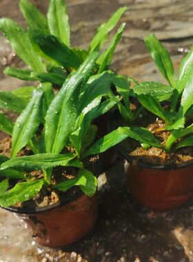 假芫茜苗 刺芫荽苗带盆载好野生香菜苗泰国大香菜苗益肝草鹅芥菜