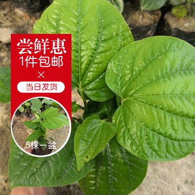 罗勒芫茜白苏香草做菜种植苗