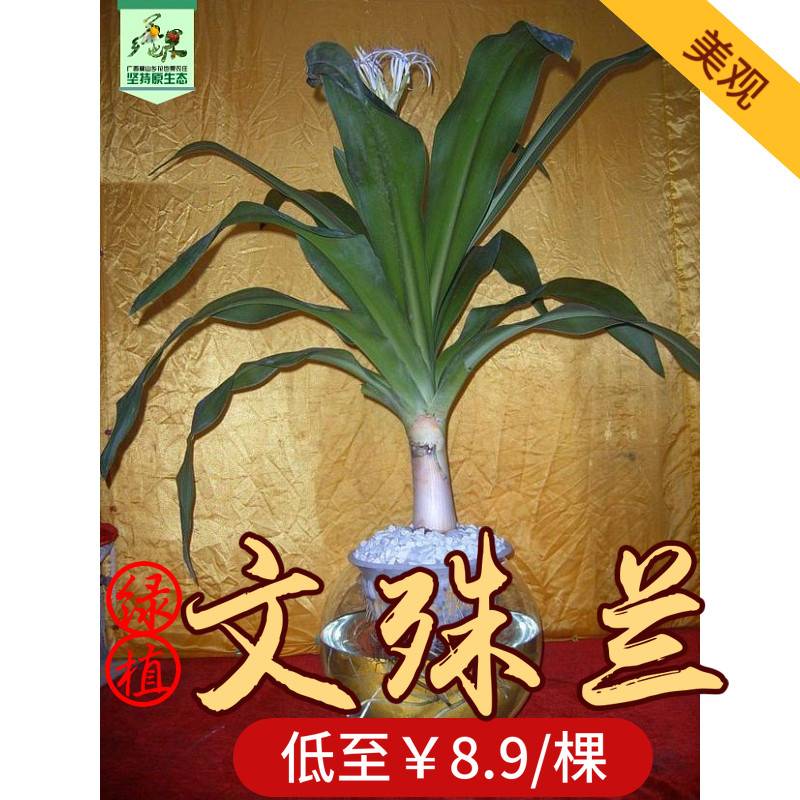 文殊兰水培花卉2年1棵包邮植物