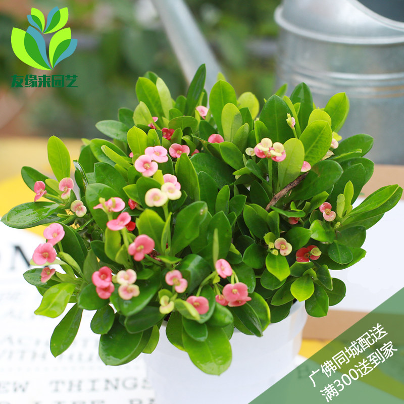 铁海棠盆栽办公室桌面防辐射小盆景客厅吸甲醛绿植虎刺梅花卉植物|ruв категории доставка цветов/цветок моделирования/растения садоводства, цветок/растения в горшках (новый), растения - от Buy2taobao.com для оказания профессиональной услуги покупки агента Taobao