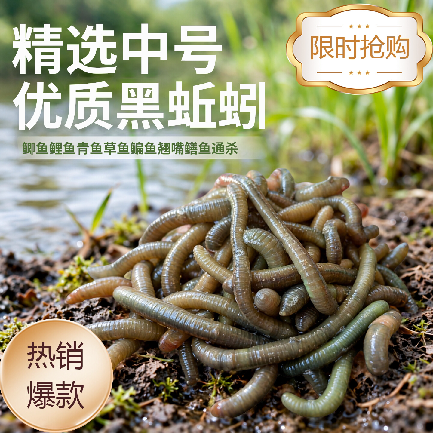 黑蚯蚓青蚯蚓特大蚯蚓钓鱼鱼饵垂钓钓黄鳝活饵活体臭蚯蚓野钓装备