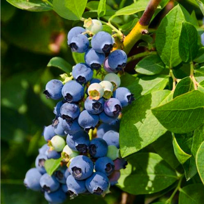 蓝莓苗南方种植蓝莓树四季果树当年结果北方庭院盆栽地栽全国适种